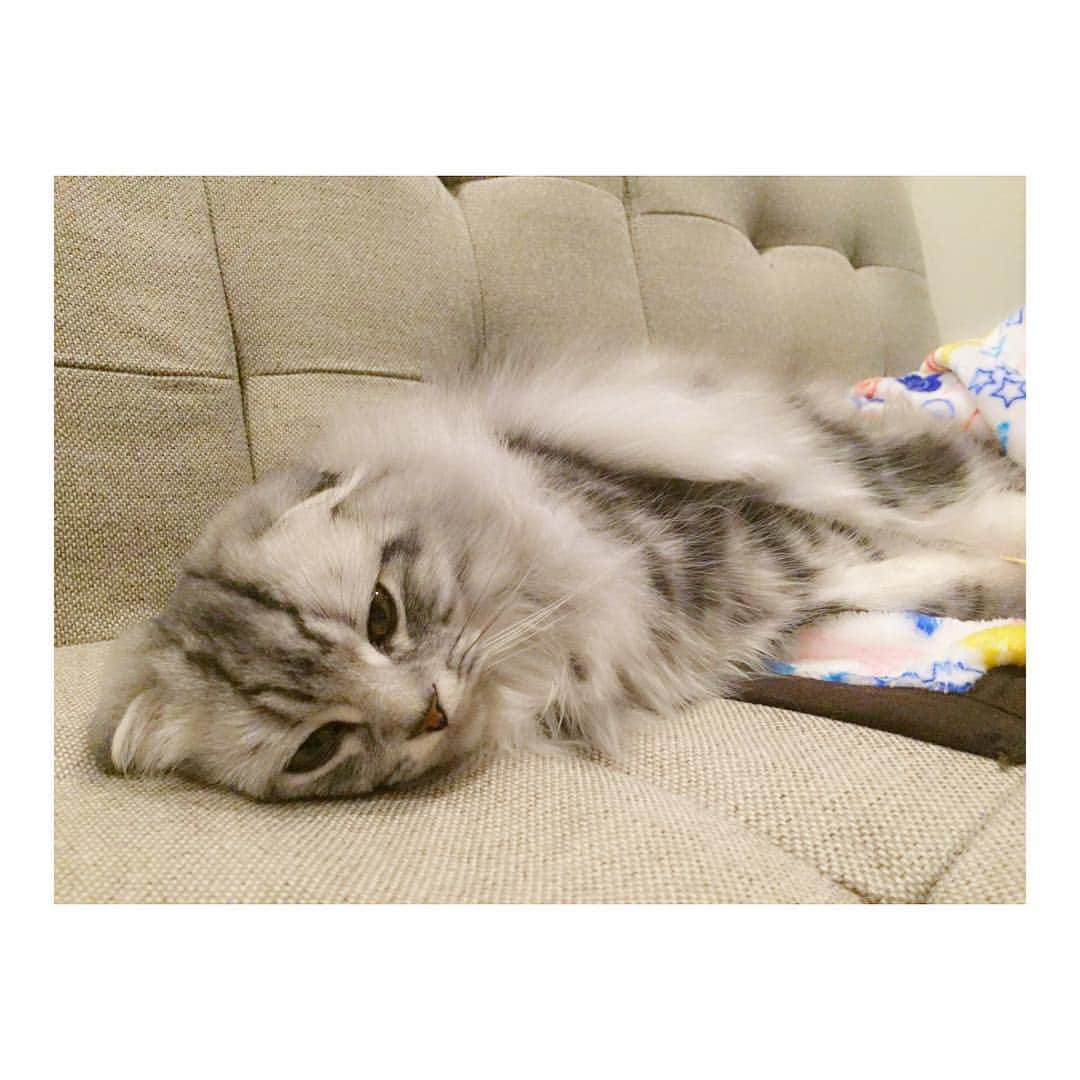 城田理加のインスタグラム：「ね、 #愛猫 #愛娘 #ティケたん #猫 #kitty #cat #mysweetbaby」