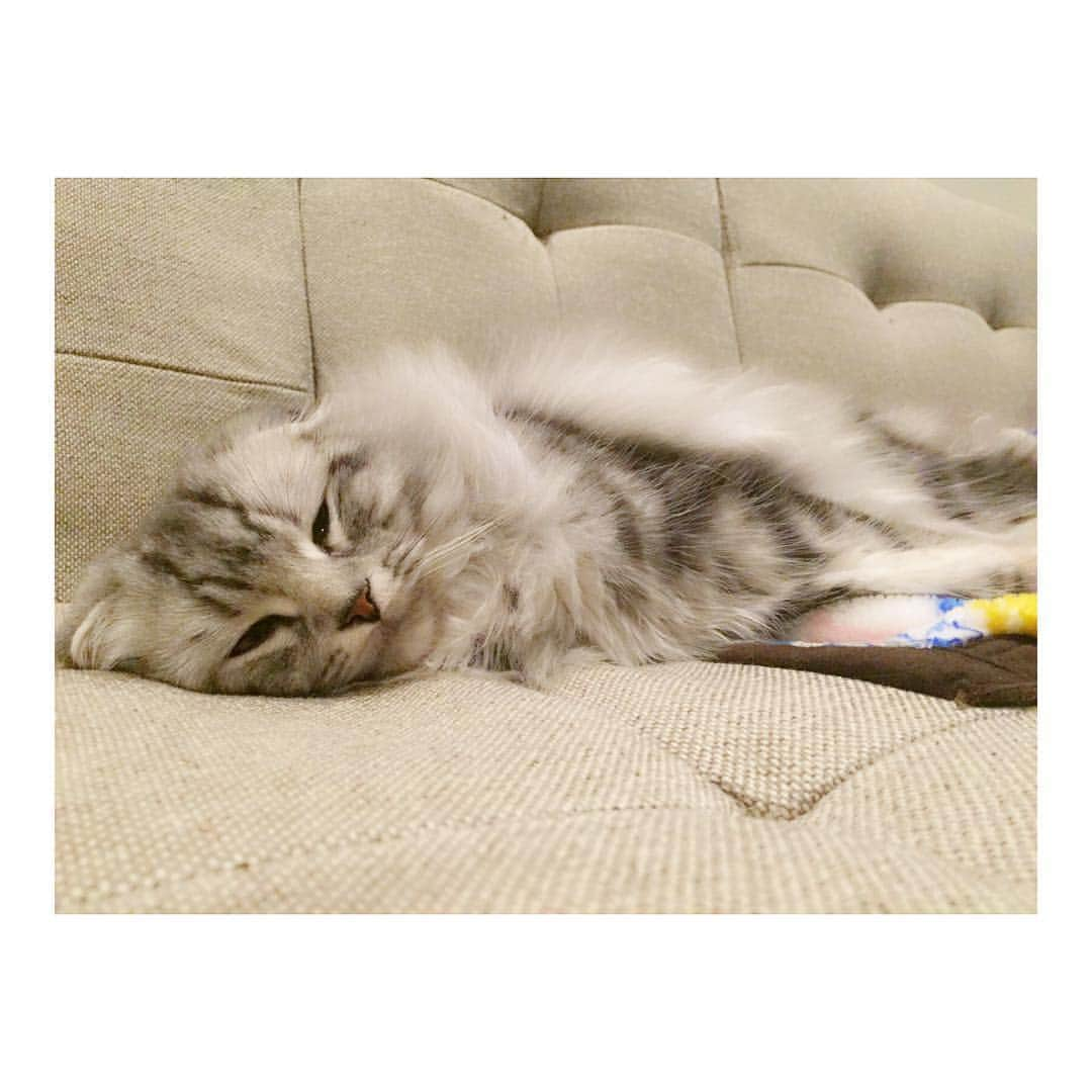 城田理加のインスタグラム：「ねましたぁ、、スヤスヤ💤 #愛猫 #愛娘 #ティケたん #猫 #kitty #cat #mysweetbaby  #ソファーにばたり #私がよくやる寝方…笑」