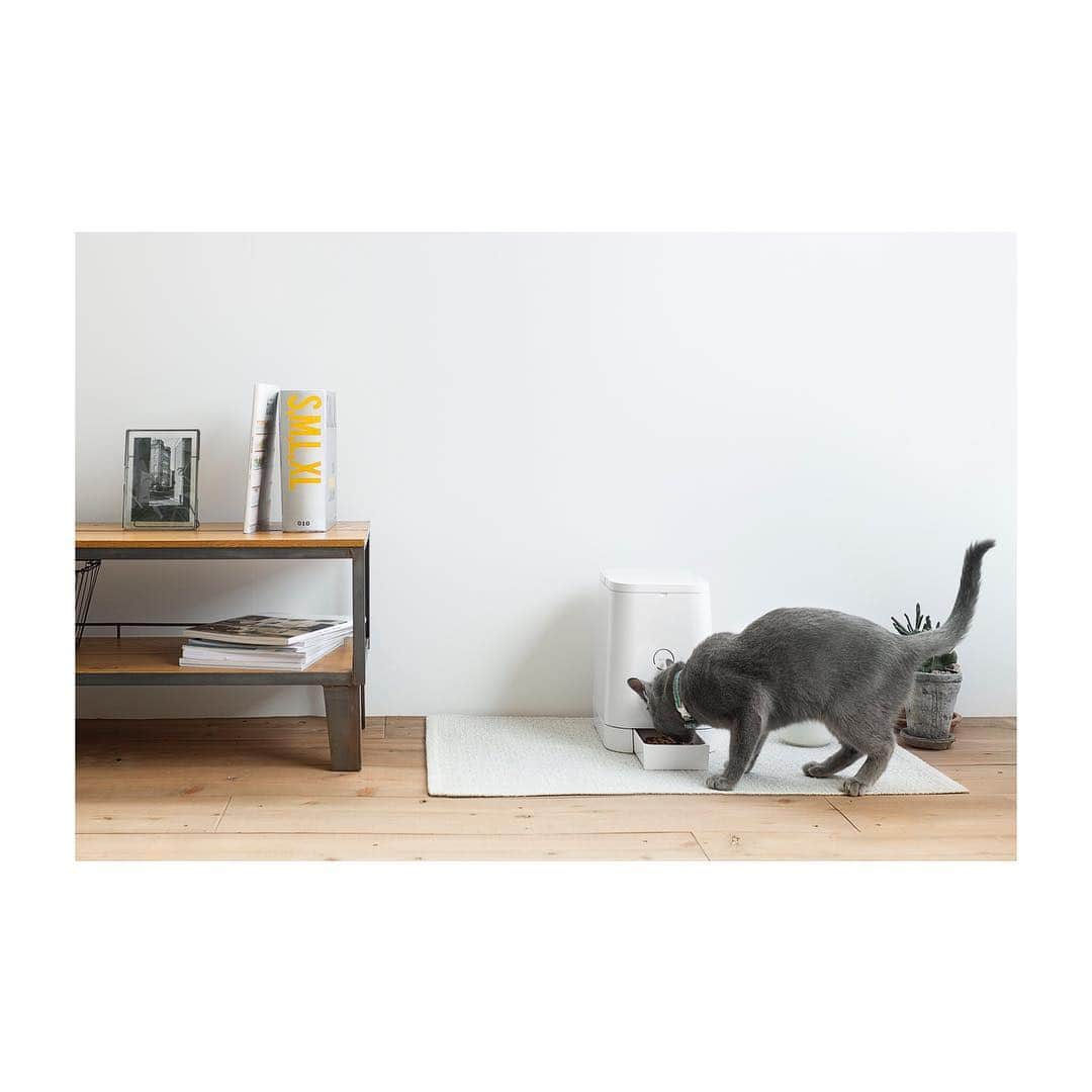 PETLYのインスタグラム：「PETLY designed by RINN Inc. #petly #petfeeder #autofeeder #自動給餌器 #catfeeder #猫 #cat #catfood #ねこ #ネコ #automaticpetfeeder #cats #ilovecat #catsofinstagram #catlovers #madeinjapan #RINN #tokyo #productdesign #product #design #kitty #家電 #猫用 #minimal #minimaldesign」