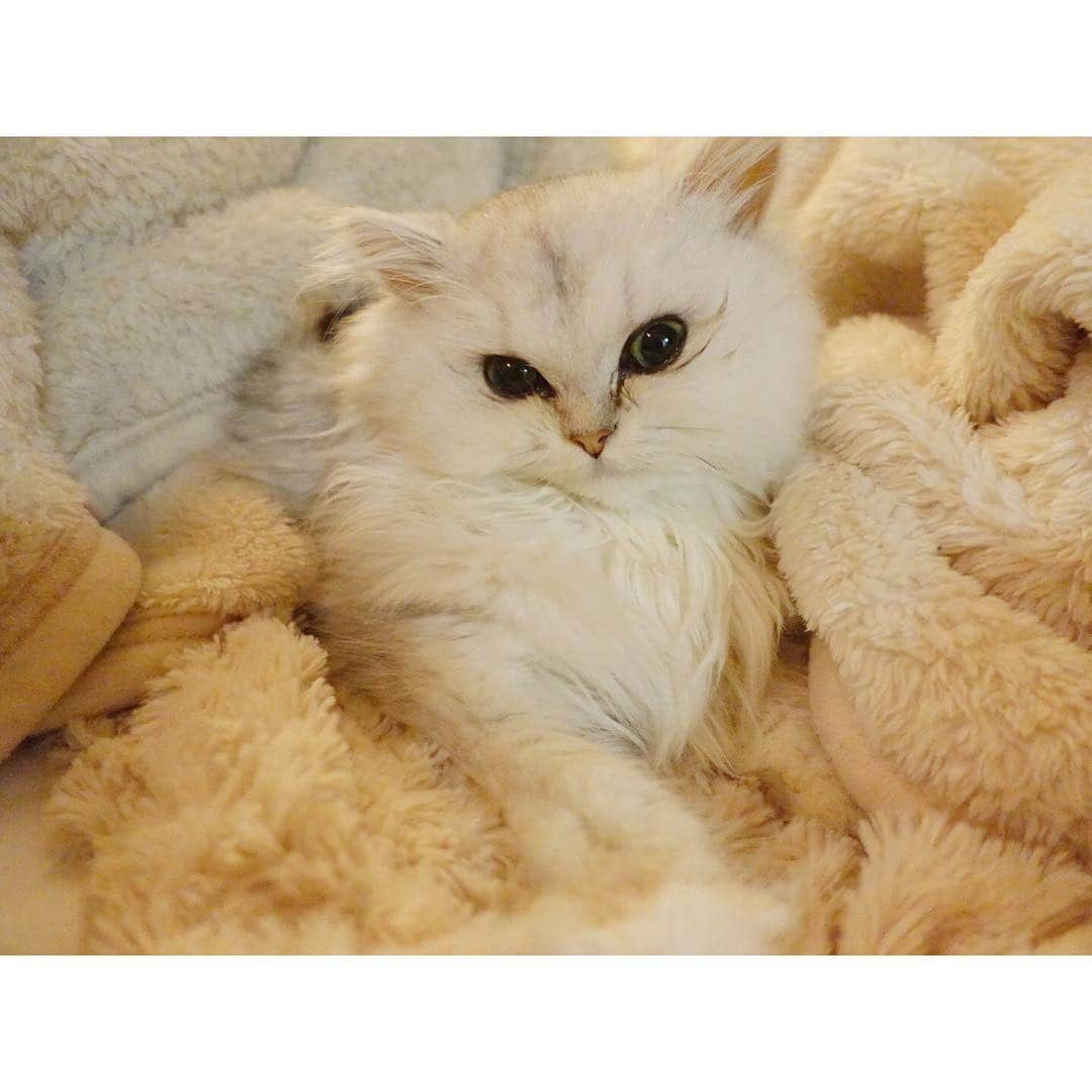 兎（尾崎紗代子）のインスタグラム