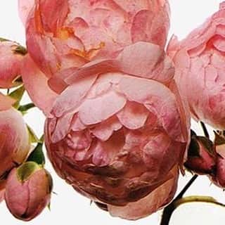 レンのインスタグラム：「#IrvingPenn #🌷 #ThinkPink #MorningInspo」