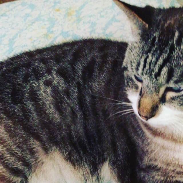 Spangles The Cross Eyed Kittyのインスタグラム：「I love it when mama taps me on the head, but when I'm in drama king mode I totally ignore her....👑 #spangles #crosseyed #dramaking」