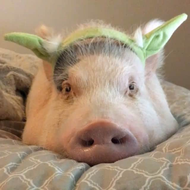 baconのインスタグラム：「May the Fourth be with you... And my annoying dad for putting this on me when I'm trying to take my afternoon nap. 🐷☝🏾️ #bacon #fitness #justinbieber #beyonce #yoda #imjustalittlepiglet #whowantsapiggybackride」