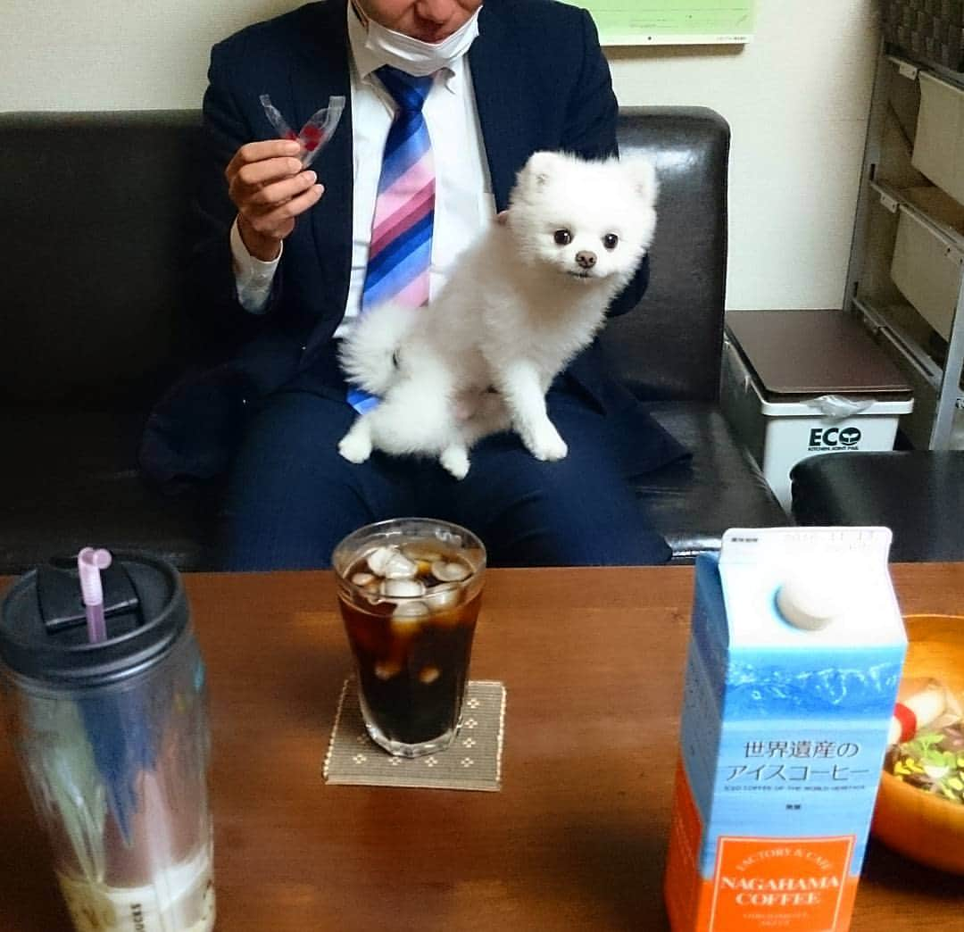 ニコちゃんさんのインスタグラム写真 - (ニコちゃんInstagram)「本日のポ茶は、お客ちゃまの膝の上でアイコとヨックモックやでぇ～👷🐶👮🎶 #本日のポ茶 #ポ茶 #アイスコーヒー #アイコ #レイコ #安田美沙子です #ナガハマコーヒー #ヨックモック #yokumoku #ポメリズム #ポメラニアン #白ポメ #pomeranian」4月20日 14時23分 - nico_susukita