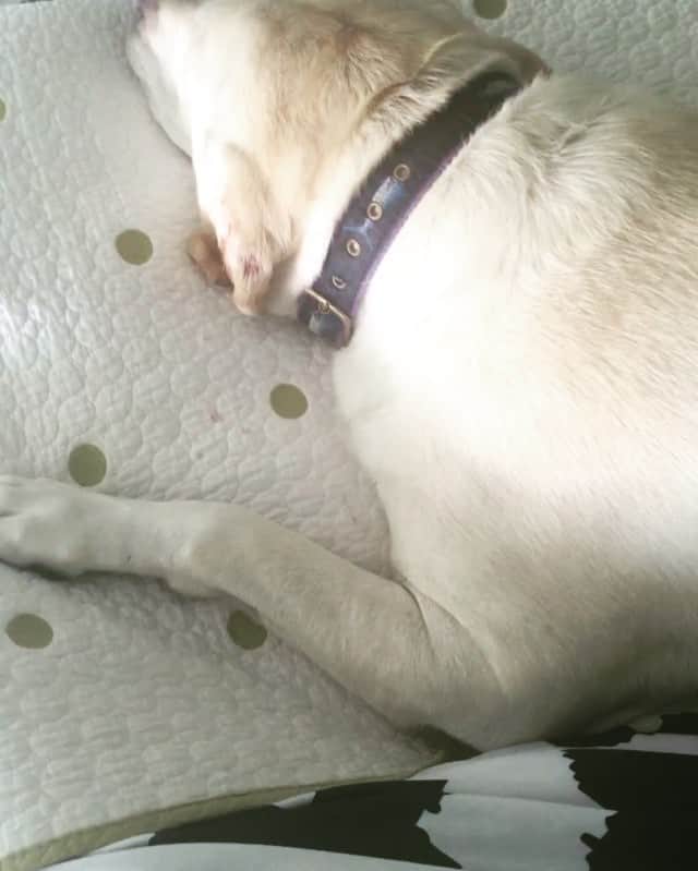 Huckのインスタグラム：「There's Penn. And well then there's Huck #anotherTBT #iwasaweirdpup #stillam #whoops #straightchillin #onmyback #ptfo #huckthehunk #talesofalab #fab_labs_」