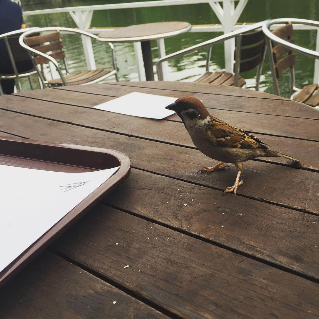 柳下毅一郎さんのインスタグラム写真 - (柳下毅一郎Instagram)「スズメがテーブルに乗ってきた（この後チーズをかっぱらわれる） #cafe #lunch #sparrow #bird #nature #wine #cute #cheese #bird_watchers_daily #birdlife #birdsofinstagram #birdlove #birdwatching #birdfeeding」4月22日 16時57分 - garth_y