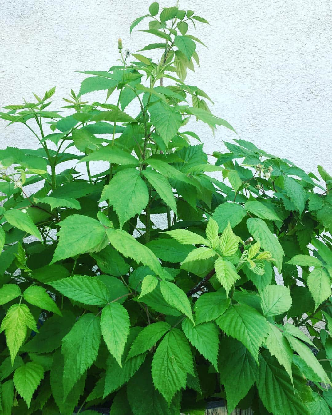 マッケンジー・フォイさんのインスタグラム写真 - (マッケンジー・フォイInstagram)「My beautiful raspberry bush 😊 #earthday2016」4月23日 9時59分 - mackenziefoy