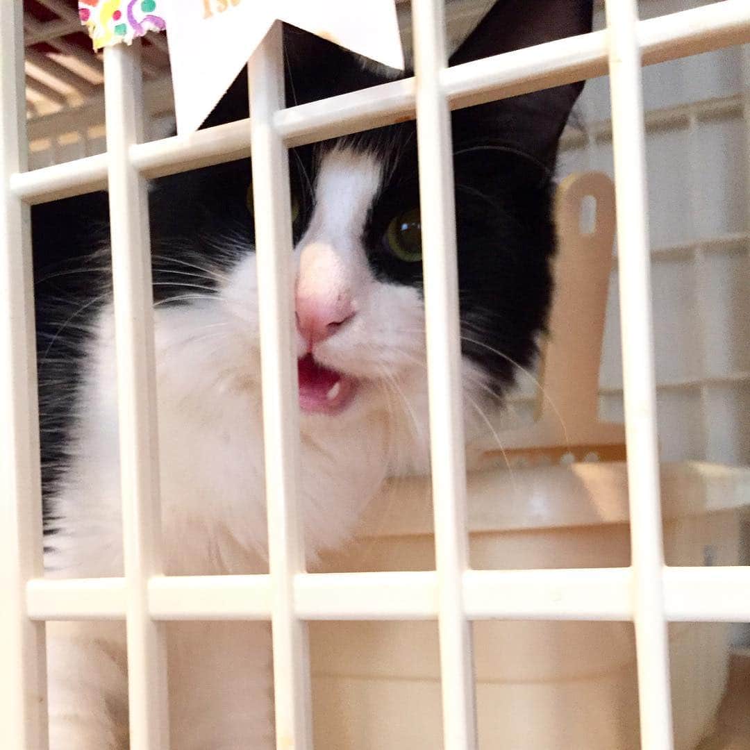 佐伯紅緒さんのインスタグラム写真 - (佐伯紅緒Instagram)「僕はそのパンが食べたいんだよ！閉じ込めなくたっていいぢゃないか！！ #猫 #cat  #ターキッシュアンゴラ  #猫にパンは駄目」4月23日 15時13分 - beniosaeki