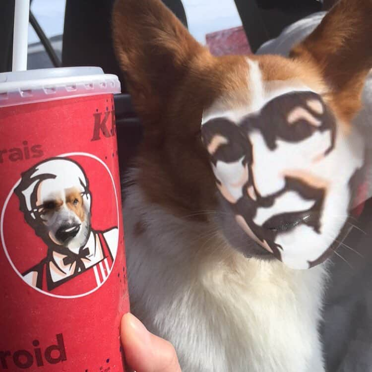 Loki the Corgiさんのインスタグラム写真 - (Loki the CorgiInstagram)「Colonel Corgi 😱 #snapchat #faceswap ft. @lokistagram」4月24日 6時45分 - corgistagram