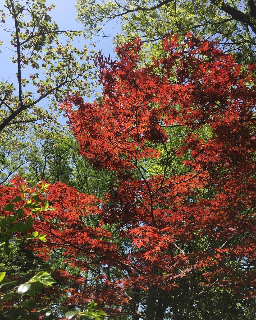 坂元美香さんのインスタグラム写真 - (坂元美香Instagram)「この時期なのになぜもみじが赤いんだろう。そういう種類なのかなぁ？  #鎌倉 #ハイキング #もみじ #紅葉」4月26日 15時40分 - mika_saka