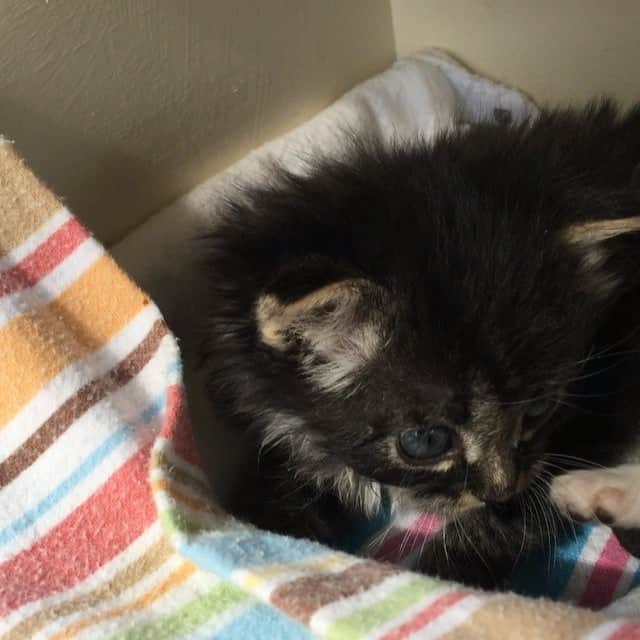 Spangles The Cross Eyed Kittyのインスタグラム：「Mamas next door neighbors new baby...Bella!😍 #spangles #crosseyed #kitten」