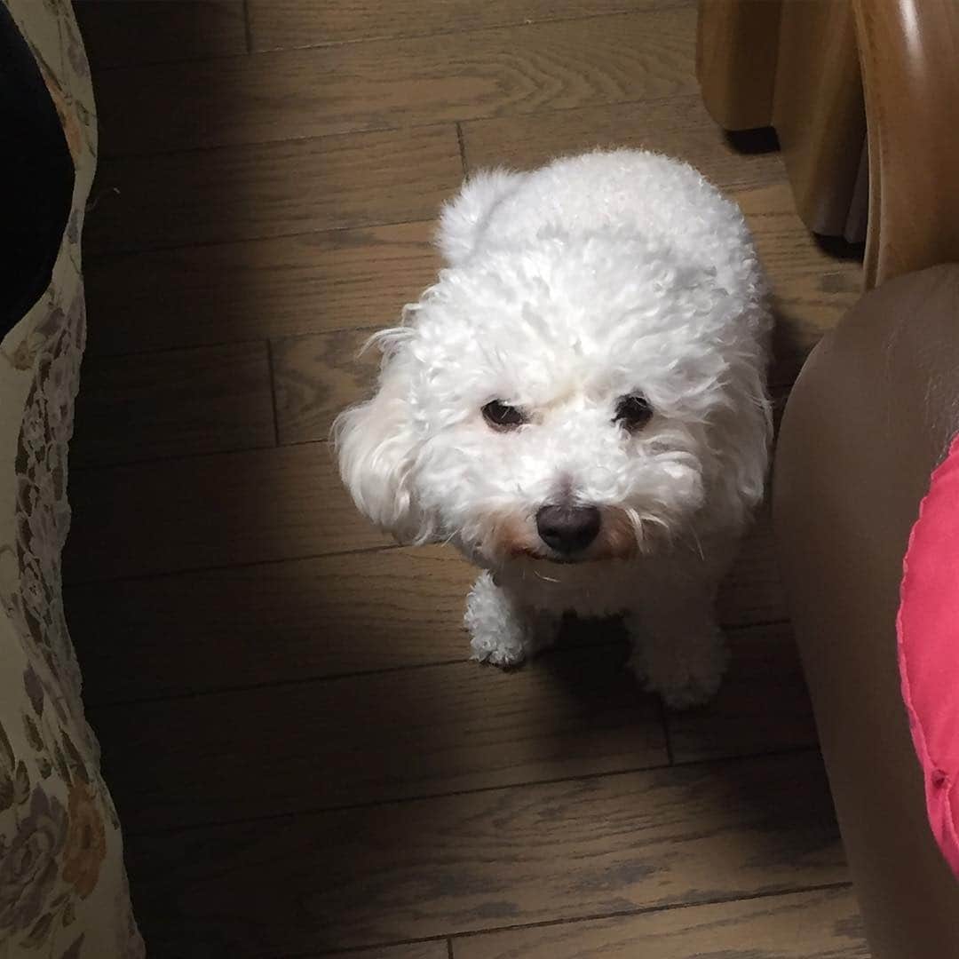江頭ひなたさんのインスタグラム写真 - (江頭ひなたInstagram)「Scolded😁😂ww モコさん、イタズラして怒られましたww ゴメンナサイの顔してるよねー😁犬って絶対表情あるよね‼️✨😁 #モコ #怒られた #lol #dogstagram #ilovemydog #doglover #わんこ #ワンコ #dog #ビションフリーゼ #bichonfrise #mydog #anjing  #instadog  #犬バカ部 #adorable」4月27日 17時17分 - hinataeto