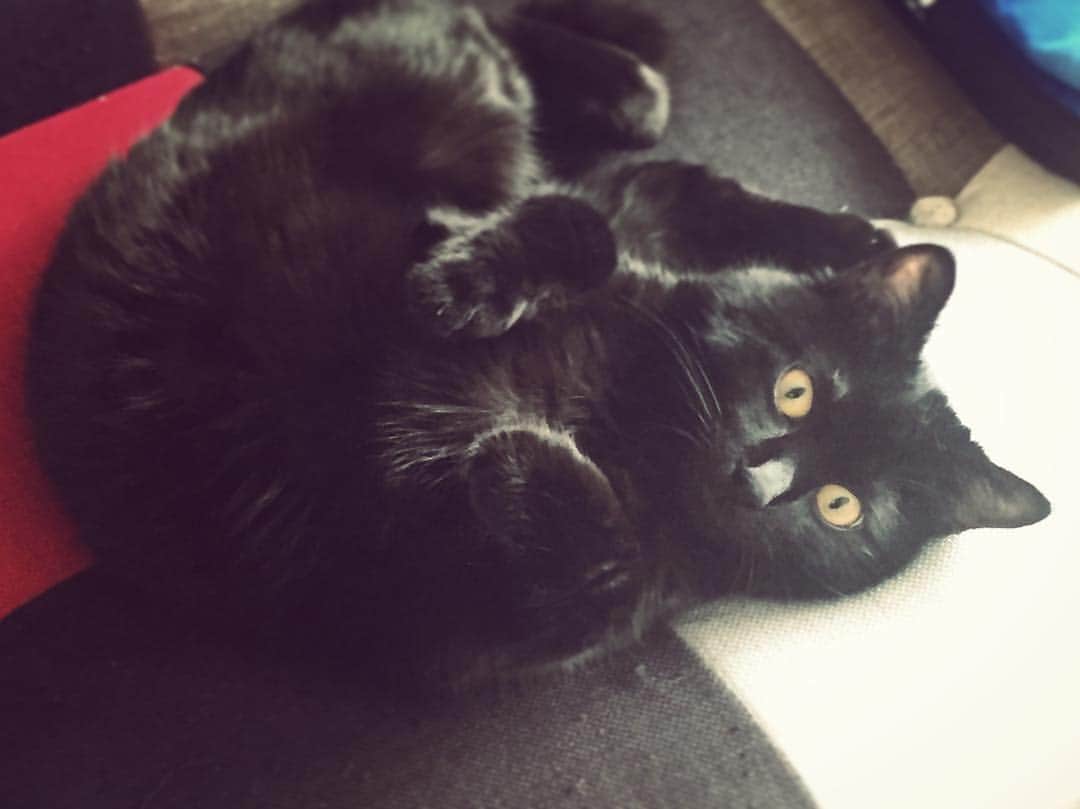 ダステル・ボックスのインスタグラム：「さしみが犬みたいな寝方してた #猫 #cat」