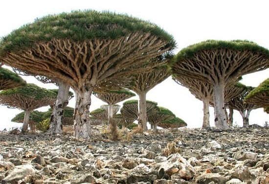 世界遺産オンラインガイドのインスタグラム：「#イエメン #世界遺産 #ソコトラ諸島 #インド洋のガラパゴス #インド洋の赤い宝石島 #竜血樹 #Socotra #Yemen #worldheritage」