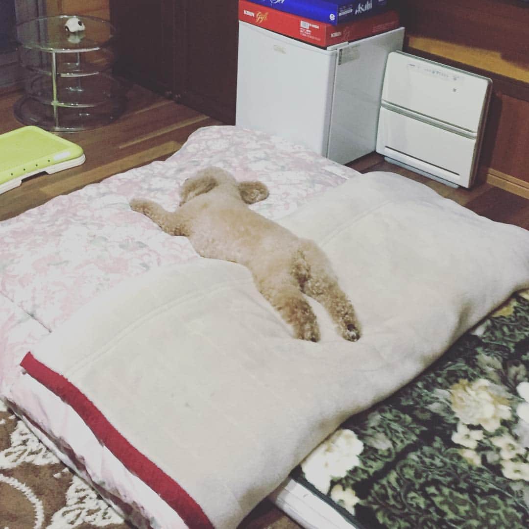 稲垣啓太さんのインスタグラム写真 - (稲垣啓太Instagram)「本当に懐かない犬だ。。。 #新潟 #トイプードル」4月28日 13時22分 - gaki.keita