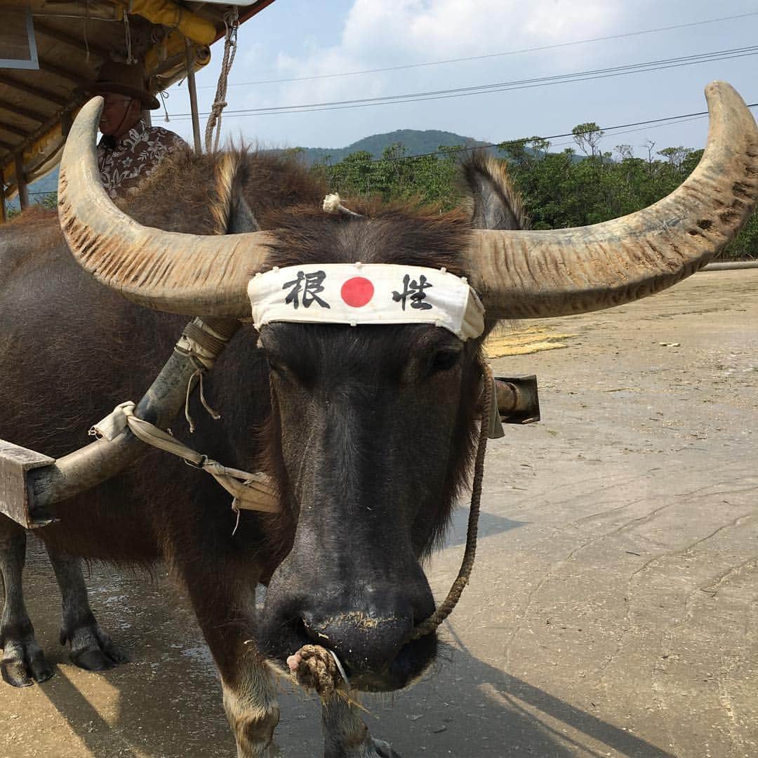 山賀琴子さんのインスタグラム写真 - (山賀琴子Instagram)「水牛 #根性 #okinawa #コトコトリップ」4月30日 13時56分 - kotokoyamaga
