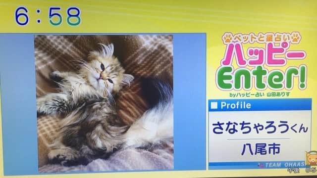 さなちゃろうのインスタグラム：「お待たせしましたにゃ😼♥️ ＊ 俺様のTVデビュー作ついに公開にゃ💕「おはよう朝日です」の「ペットと星占い」というコーナーにゃ✌🏻️✨ ＊ 俺の姿にメロメロににゃってくれにゃ💕💘💕 #猫 #チンチラ #ペルシャ」