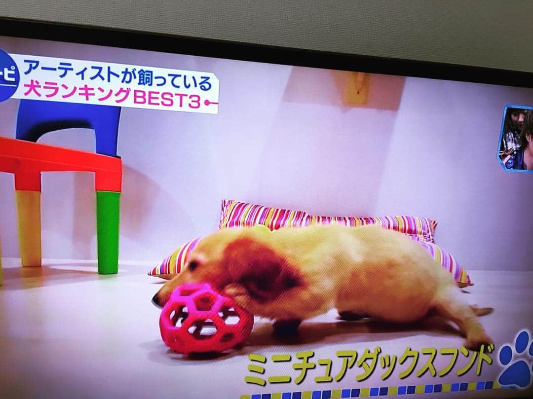 星野ナミのインスタグラム：「この前Mステで「アーティストが飼ってるペットランキング」というもののアンケートに答えさせて貰っていました🐾 やっぱりダックス多かったなぁ❤︎」