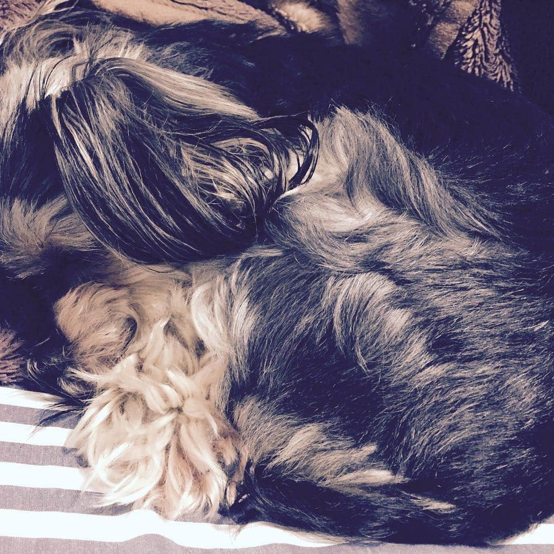 睦のインスタグラム：「おはよん！こやつは足元でまだ寝てます  #犬 #チェキ #かわゆす #でも #いびきすごい」