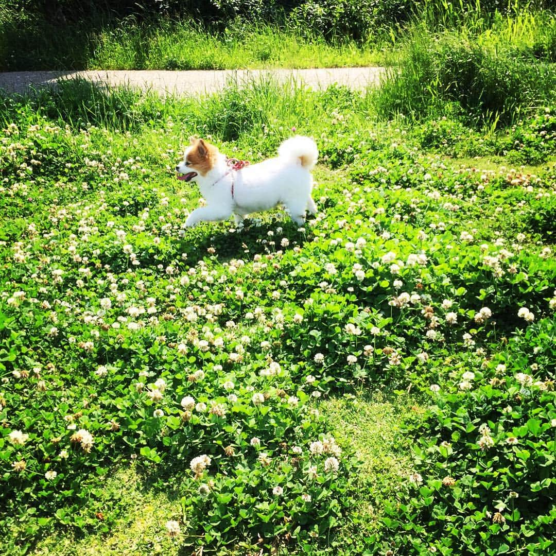 中川紗耶加のインスタグラム：「まろたん大はしゃぎ♥️ 久しぶりの公園( ´ ▽ ` )ﾉ  #愛犬 #愛犬love #犬ばか部 #ポメラニアン #ミックス犬 #ポメラニアンが世界一可愛い #ギガちゃん」