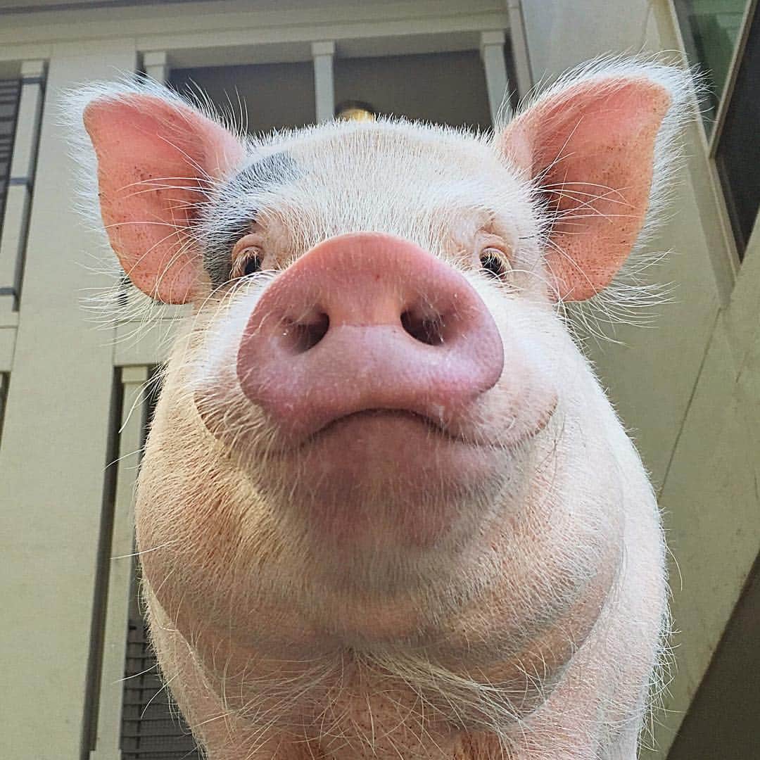 baconのインスタグラム：「Happy MDW to all my little piggies out there! 🐷🇺🇸 #merica #bacon」