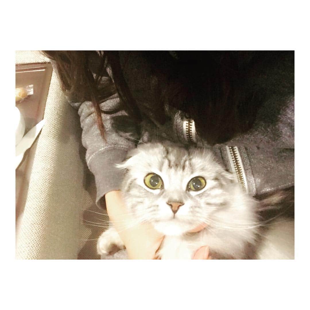 城田理加さんのインスタグラム写真 - (城田理加Instagram)「Now ワインとチーズとオリーブと、🐱 #ティケたん #愛娘 #kitty #cat」5月5日 23時11分 - rikashirota