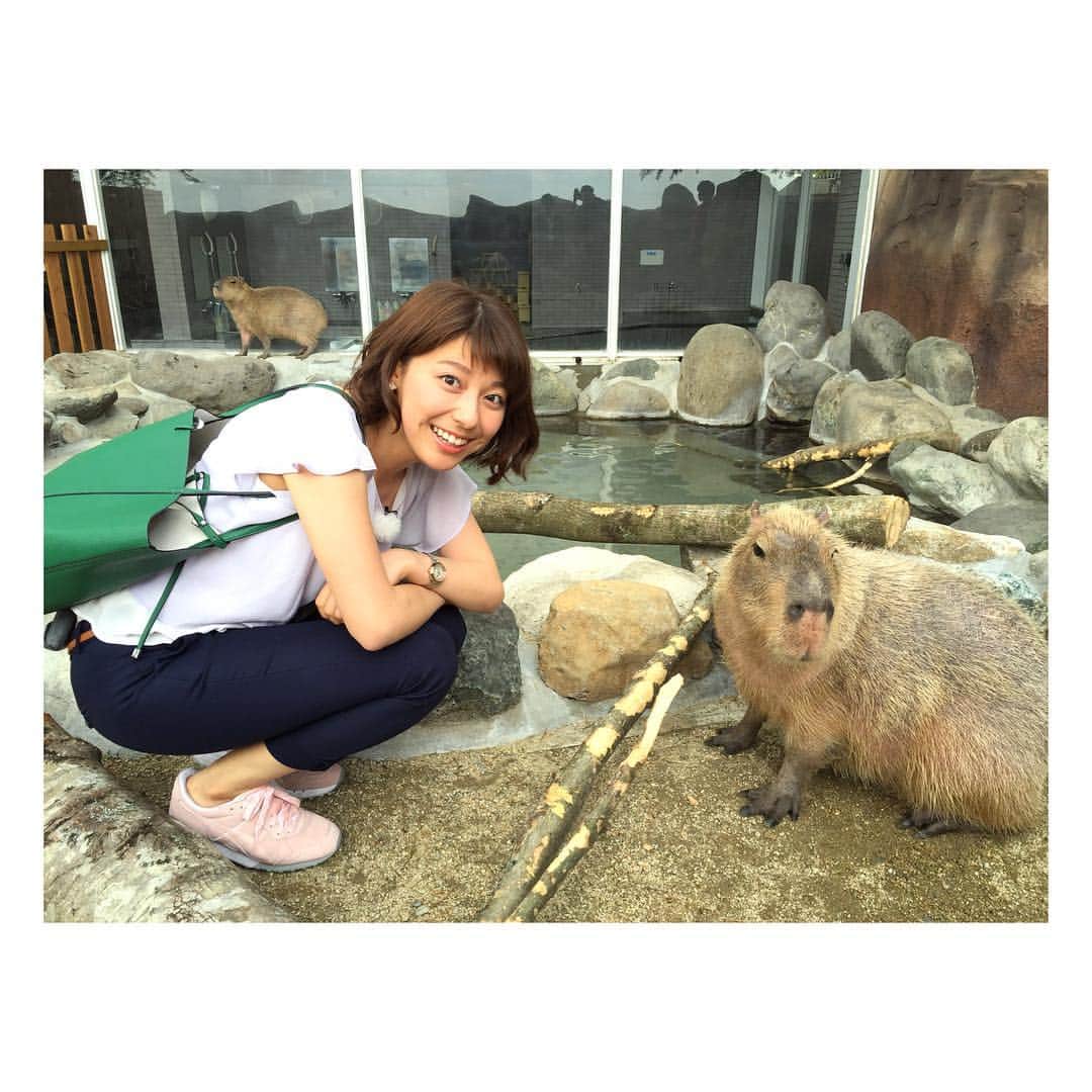 上村彩子さんのインスタグラム写真 - (上村彩子Instagram)「カピバラちゃん💕💕温泉に入るのは冬だけかと思いきや、水辺に住む動物なので年中入るみたいですよ！！ 今日は下見と取材。明日はNスタ16時台で可愛い動物たちを中継します〜！ これからまた東京へ、、🚗🚗このゴールデンウィーク、私は何回渋滞にはまるのでしょう、、😂😂ううう、、 #gw #ゴールデンウィーク#渋滞#カピバラ#那須#那須どうぶつ王国」5月5日 17時10分 - saekokamimura