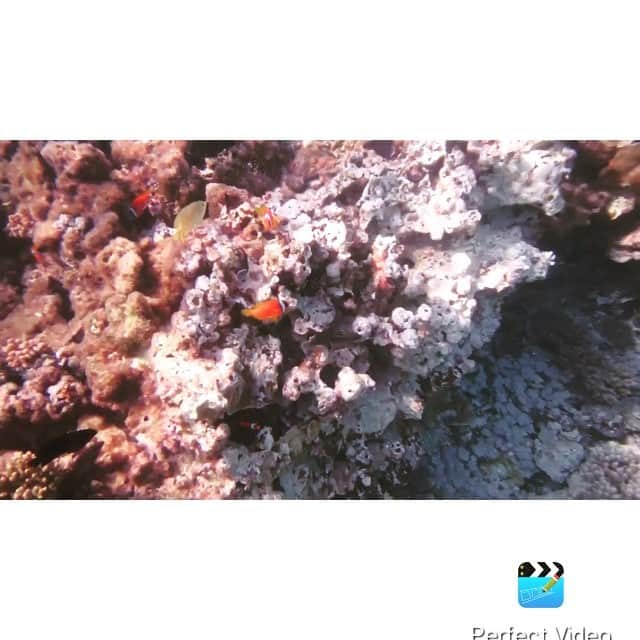 さーちゃんのインスタグラム
