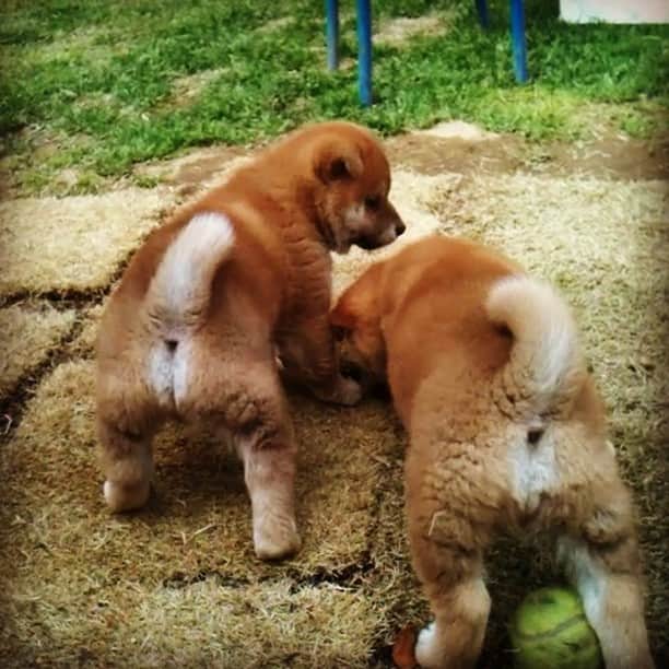Hanamichi ＆ ℕㆁℜ〡ｋㆁ♡のインスタグラム：「☆★ ケンカするほど中が良い☺️☺️ ☆★ Baby-SHIBA brothers ☺️☺️ ☆★」