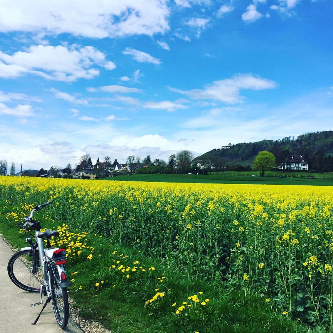 西山真以さんのインスタグラム写真 - (西山真以Instagram)「一面に広がる菜の花畑🌼🌼🌼 本当に綺麗で気持ちよかった🚲✨ #switzerland #swiss #スイス#steinamrhein #travel #cycring  #サイクリング #spring #flowers」5月7日 23時06分 - mai0830