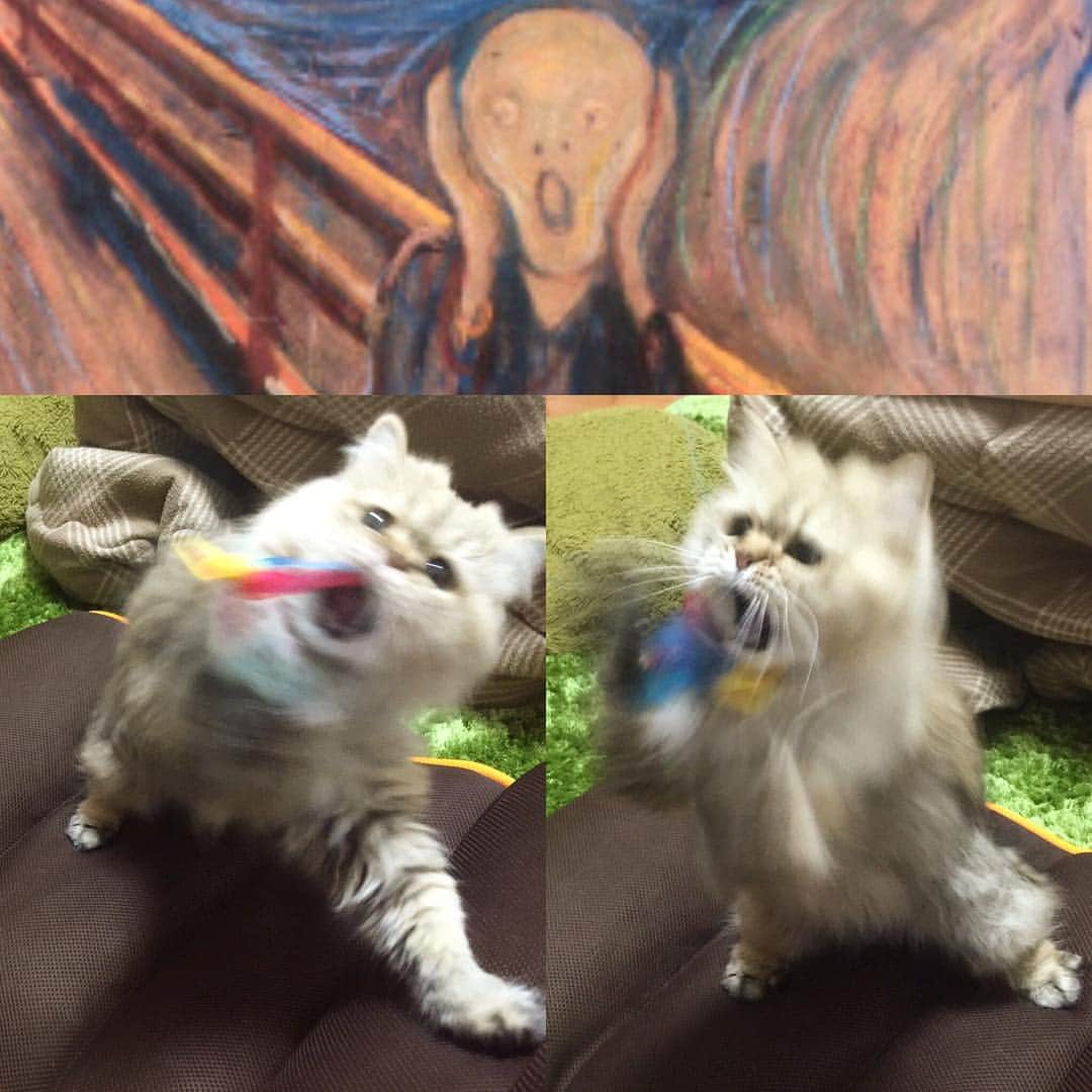 さなちゃろうのインスタグラム：「Ki mi ni mu chu〜♪カシャブンに夢中〜♪ で、ムンクの叫びにゃ😱♥️ #チンチラ #ペルシャ #cat #カシャブン」