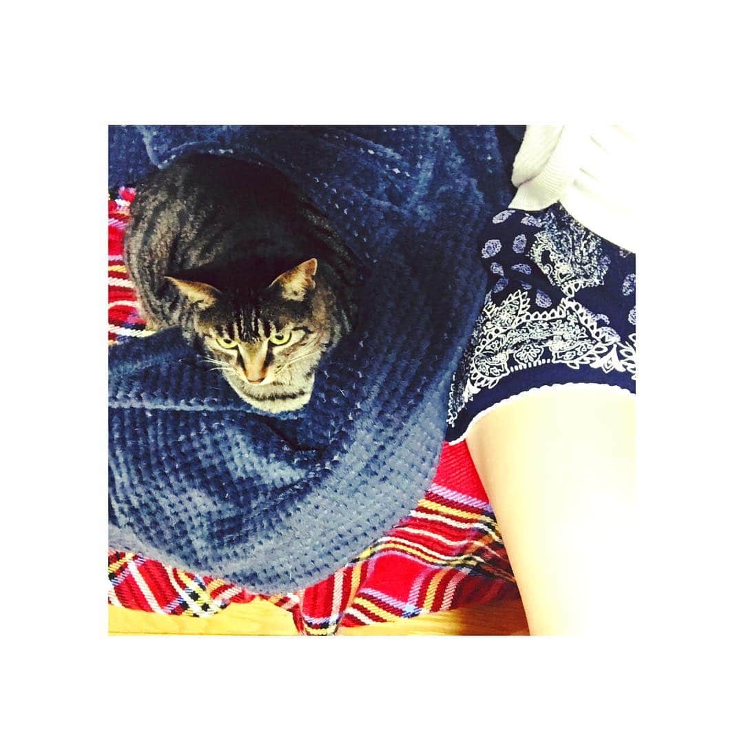 吉田知那美さんのインスタグラム写真 - (吉田知那美Instagram)「朝のにゃんにゃん。 ソファーの真ん中、 ぜったい譲ってくれない。 #おんなの戦い ・ #cat #pet #にゃんにゃん #howtosit」5月7日 21時07分 - chinami1991