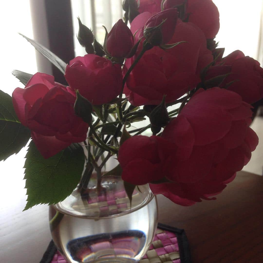 水原恵理さんのインスタグラム写真 - (水原恵理Instagram)「実家の薔薇  #いい香り」5月8日 12時29分 - erimizuhara