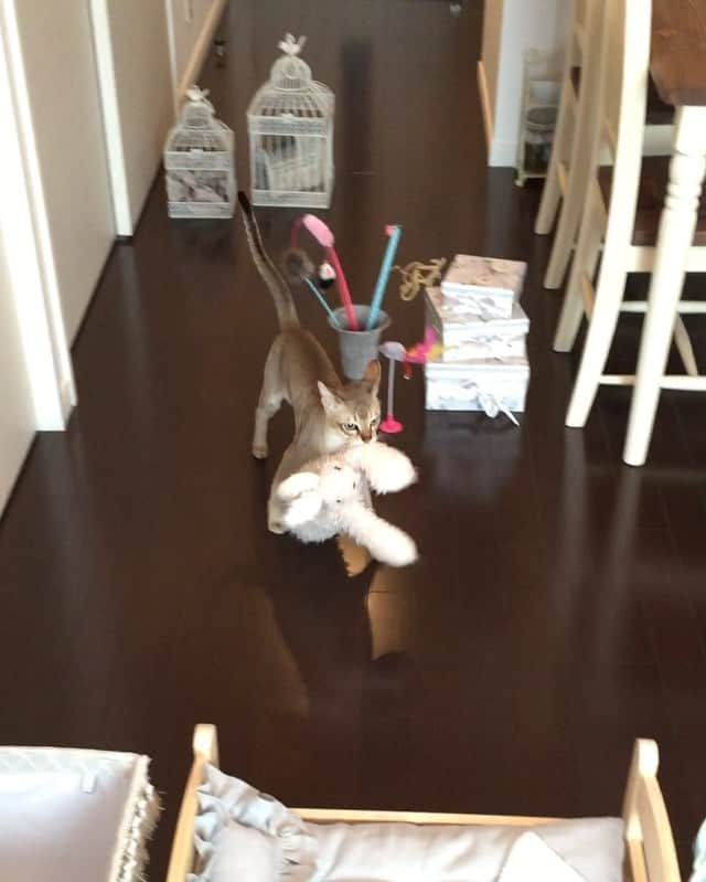 モルト♡Malt(Singapuracat)のインスタグラム：「ジグザグ 障害物競争〜😹⛳️💕 * ふざけ過ぎました🙇🏻 * #猫#ネコ#ねこ#ねこ部#ふわもこ部#シンガプーラ#cat#cats#singapura#catstagram#meow#kitty#lovecat#ilovemycat#catlover#ilovecats#instacat#catsofinstagram#petstagram#bestmeow#instagramcats#運び屋猫#運動会#猫の運動会」