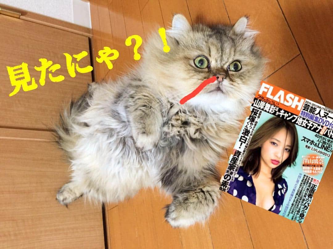 さなちゃろうのインスタグラム：「刺激的だぜっ⚡️俺様も男にゃんだにゃ…😳♥️ #チンチラ #ペルシャ #cat #ねこ部」