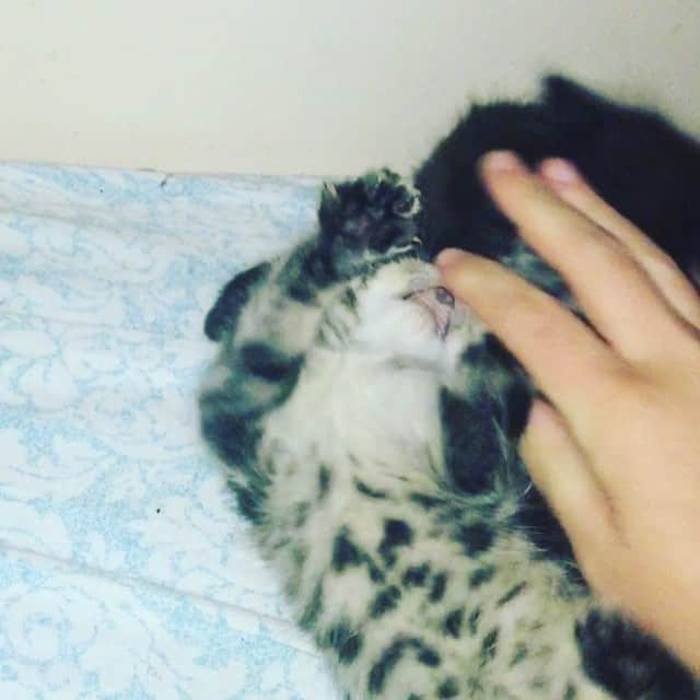 Spangles The Cross Eyed Kittyのインスタグラム：「Chole and Zozo (Zoe) at play! #Spangles #crosseyed #kittens」