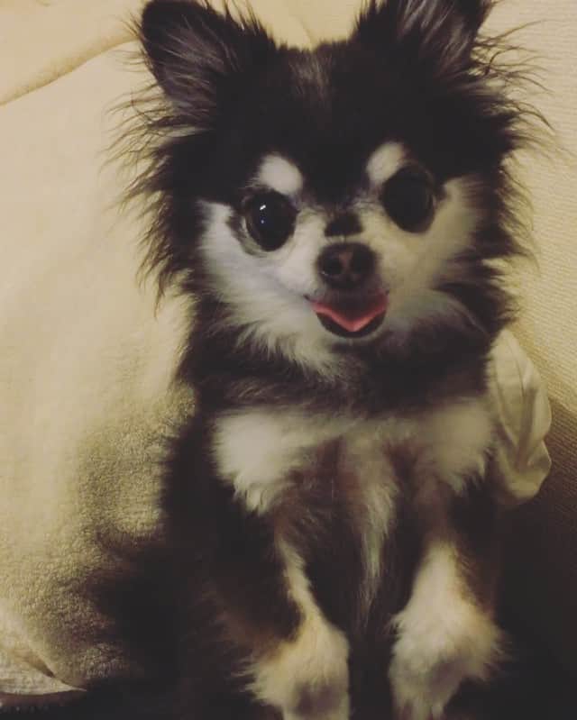 ダダのインスタグラム：「“Guess what I'm saying. Listen carefully." ブログ更新中♡Check my blog out! http://ameblo.jp/dog-dada  #AlittleHappiness #SaySomething #GuessWhat #SayHello #video #ThankYou #dog #chihuahua #instagrammer #instagramer #dada #japan #tokyo #cute #funny #happy #love #dogoftheday #dogsofinstagram #instapet #weeklyfluff #ふわもこ部 #わんこ #だだ #おしゃべり」
