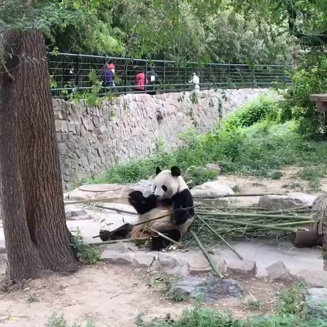 のインスタグラム：「北京最終日振り返りpic③ . 連投すみません。 締めくくりはこの方で🐼 . 本場のパンダが見たくて北京動物園へ。 笹の食べ方が意外と豪快で好き。笑 動物園自体が久しぶりだったのでだいぶはしゃいでしまいました(ひとりで) 楽しかったなー♩ . 今日から日常に戻ります〜 北京らしいごはんのpicもない投稿に お付き合いいただきありがとうございました…(*´﹀`*)」