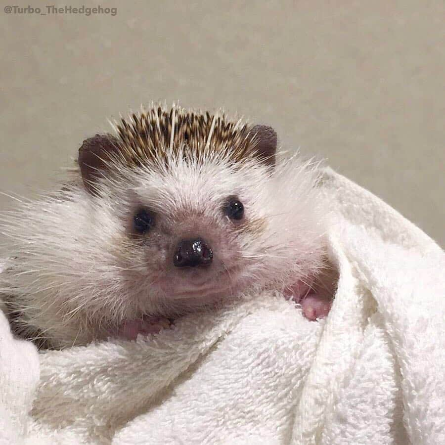 ターボさんのインスタグラム写真 - (ターボInstagram)「May. 12 2016 "Getting my pretty nails clip by mommy!!" #turbo_thehedgehog」5月12日 11時48分 - turbo_thehedgehog