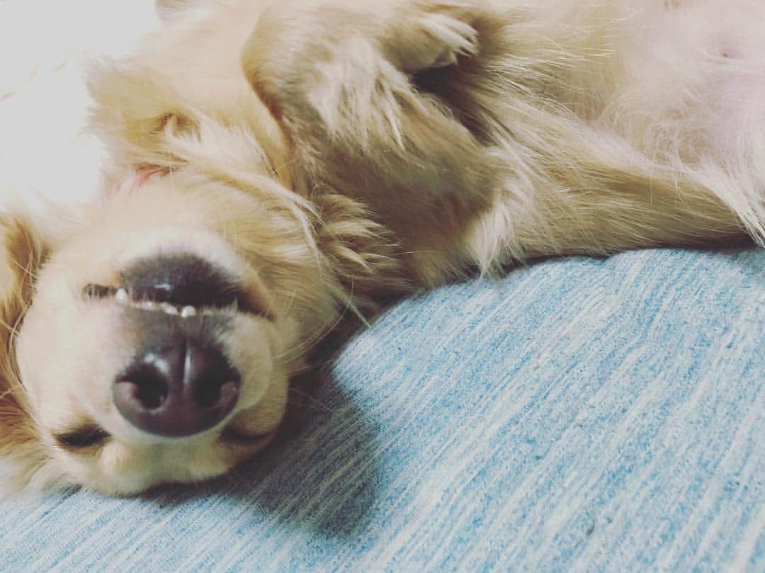 星野ナミのインスタグラム：「✴︎お休みなさい✴︎」