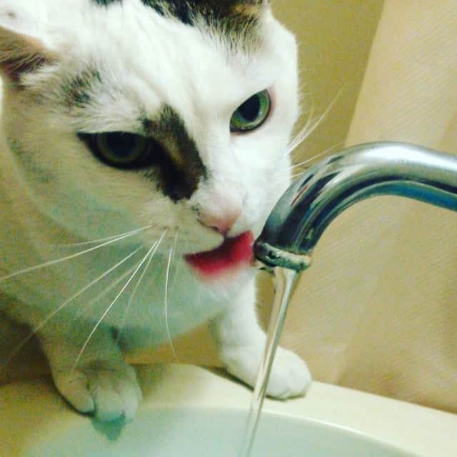 のインスタグラム：「まーよく飲むこと。」