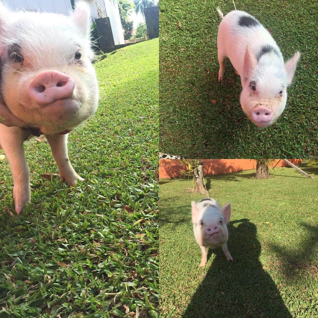 Barbie The Pigさんのインスタグラム写真 - (Barbie The PigInstagram)「- Good morning l❤️❤️💝🌞! #love #Pig #piggy #amor #barbie #barbiethepig #animals #cute #cutie」5月14日 23時10分 - barbiethepig