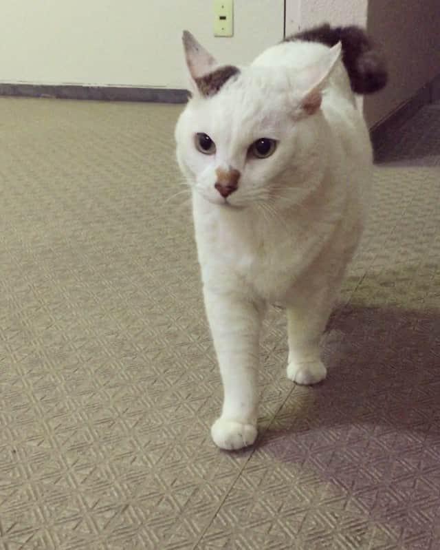 のインスタグラム：「１日３回以上🐾🐚☘💭 お散歩大好きにゃ😺😻😸❤️ #miichan #遛貓  #貓咪 #catwalking  #catstagram」