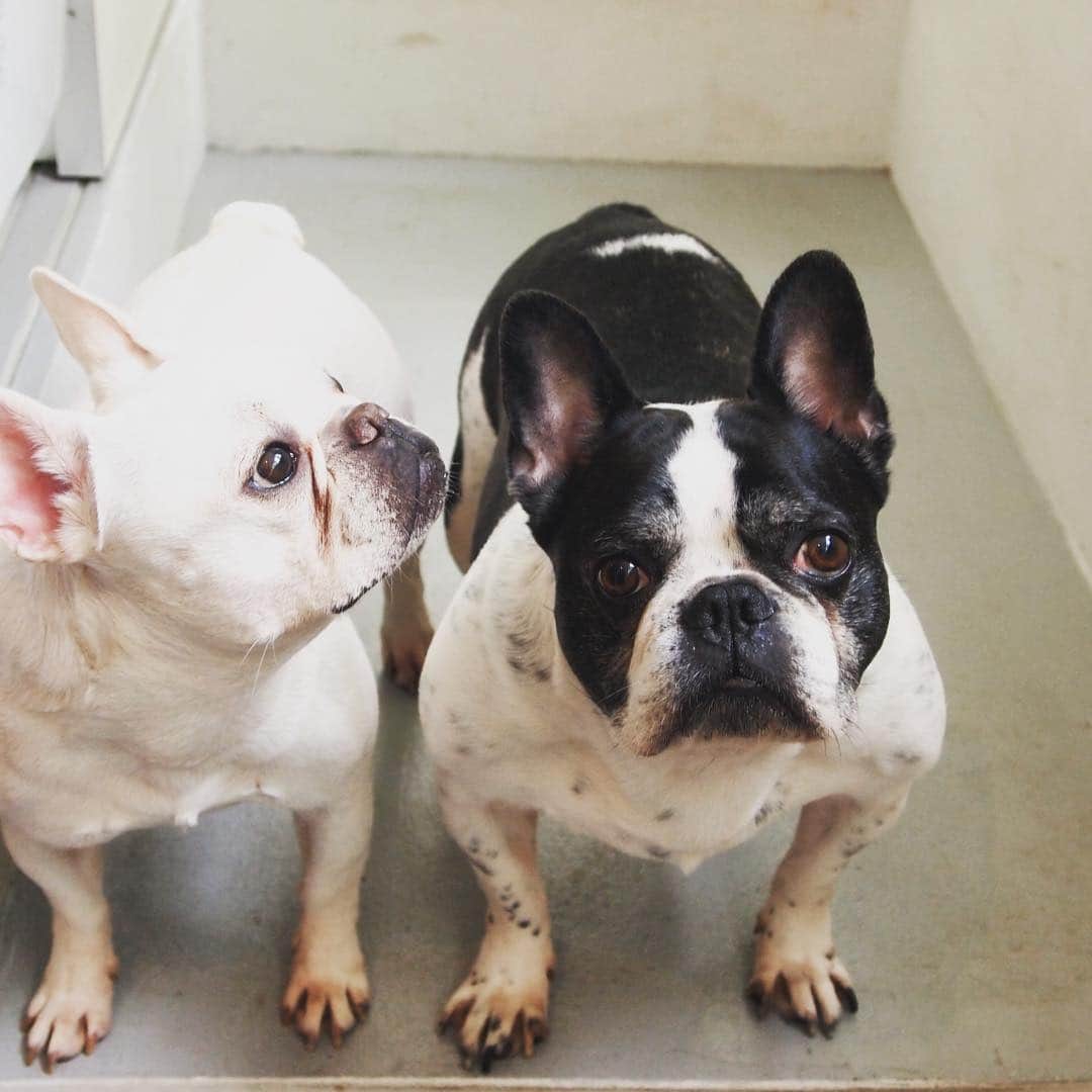 のインスタグラム：「lov✍🏾e & lov✍🏻e  #ぶんた #やえこ #フレンチブルドッグ #フレブル #frenchbulldog」