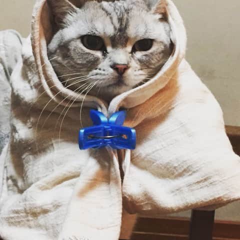 古市憲寿さんのインスタグラム写真 - (古市憲寿Instagram)「色んな猫ちゃんのキャベツ巻き、見たいなー。  #キャベツ巻き #セカネコ」5月15日 21時41分 - poe1985