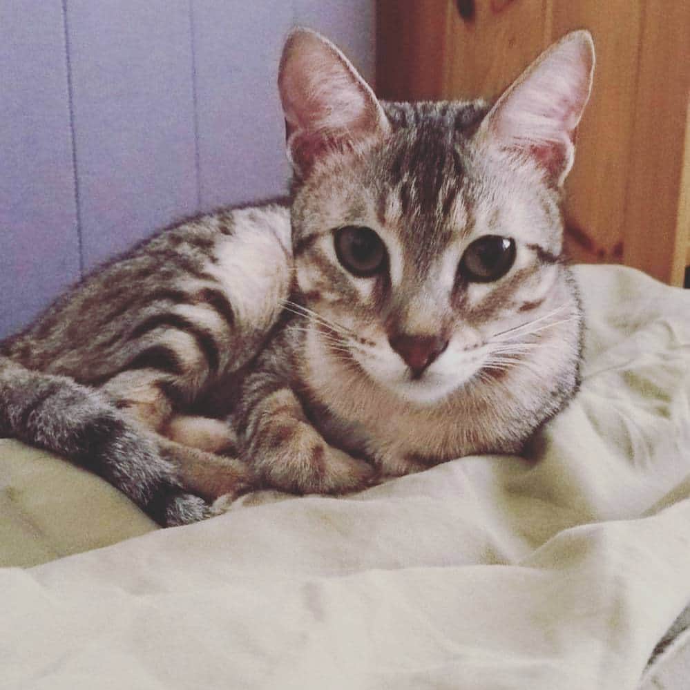 タイタンさんのインスタグラム写真 - (タイタンInstagram)「Look at this little beauty, she's come to far.  #titanthemiraclekitten #kitten #titan #miracle #catsofinstagram #cat #kitty #cats #rescue #meow」5月16日 6時00分 - titanthemiraclekitten