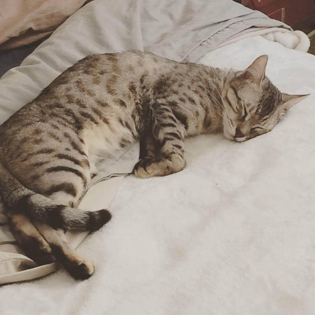 タイタンのインスタグラム：「All of Titan's days are lazy days.  #titanthemiraclekitten #kitten #titan #miracle #catsofinstagram #cat #kitty #cats #rescue #meow」
