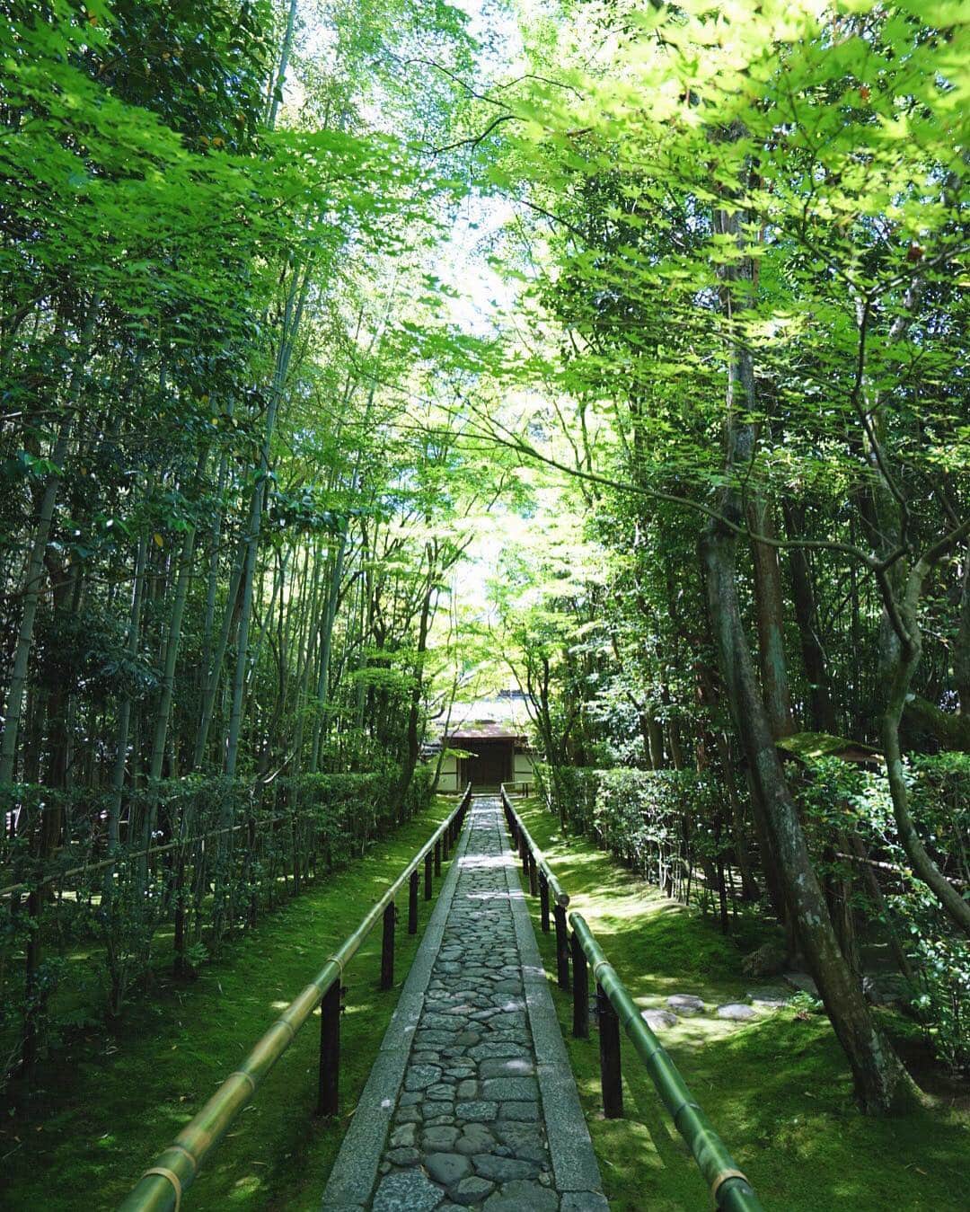 山口淳一さんのインスタグラム写真 - (山口淳一Instagram)「〝Green tunnel〟 秋の赤より5月の緑の方が良いような気がする。 - #japan #kyoto #daitokuji #green #tunnel #日本 #京都 #高桐院 #緑 #しろがく」5月16日 21時27分 - junichi_yamaguchi