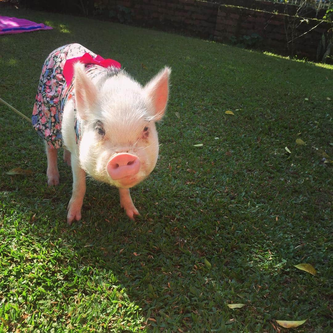 Barbie The Pigさんのインスタグラム写真 - (Barbie The PigInstagram)「- My pink dress! What is ur dress todas? #barbie #barbiehepig #love #amor #good #animals #cutie #cute #pig #porco #porquinho #amor」5月17日 0時07分 - barbiethepig