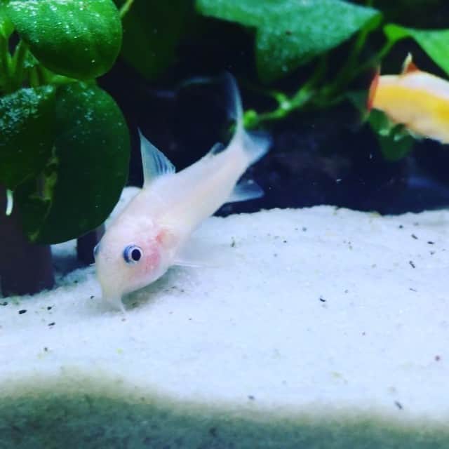白珠イチゴのインスタグラム：「可愛すぎる姫。少しだけピンクっぽいのがたまらないね。 #コリドラスパンダ #コリドラスパンダゴールデン」